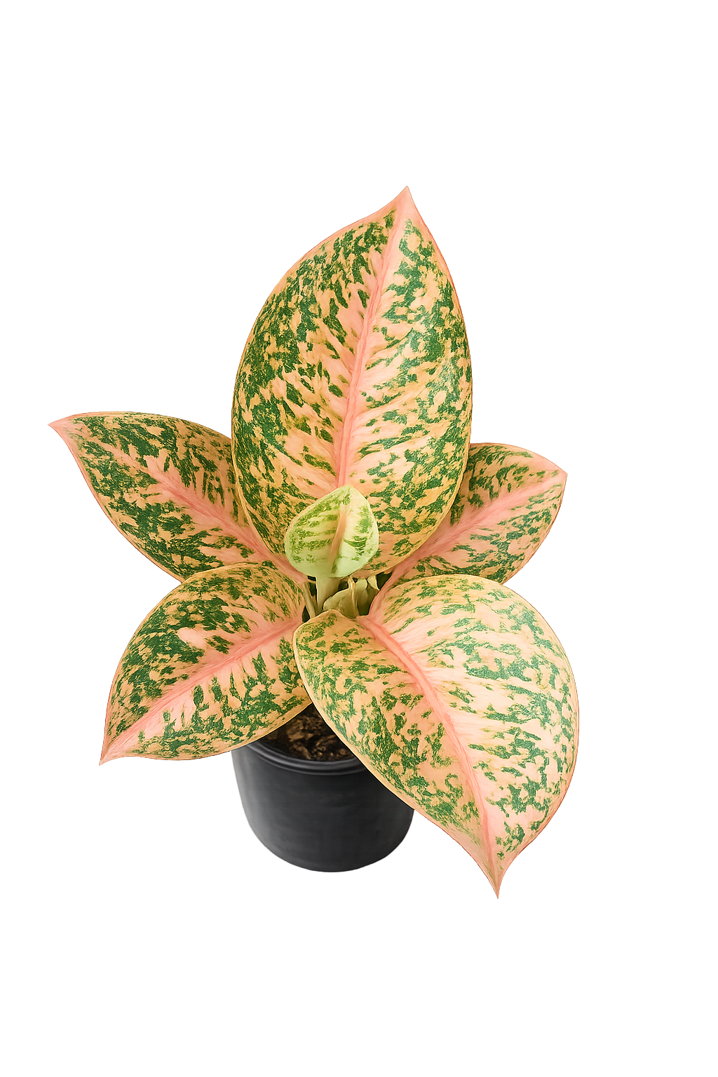 Aglaonema Orange Stardust
