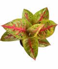 Aglaonema Mahasetti