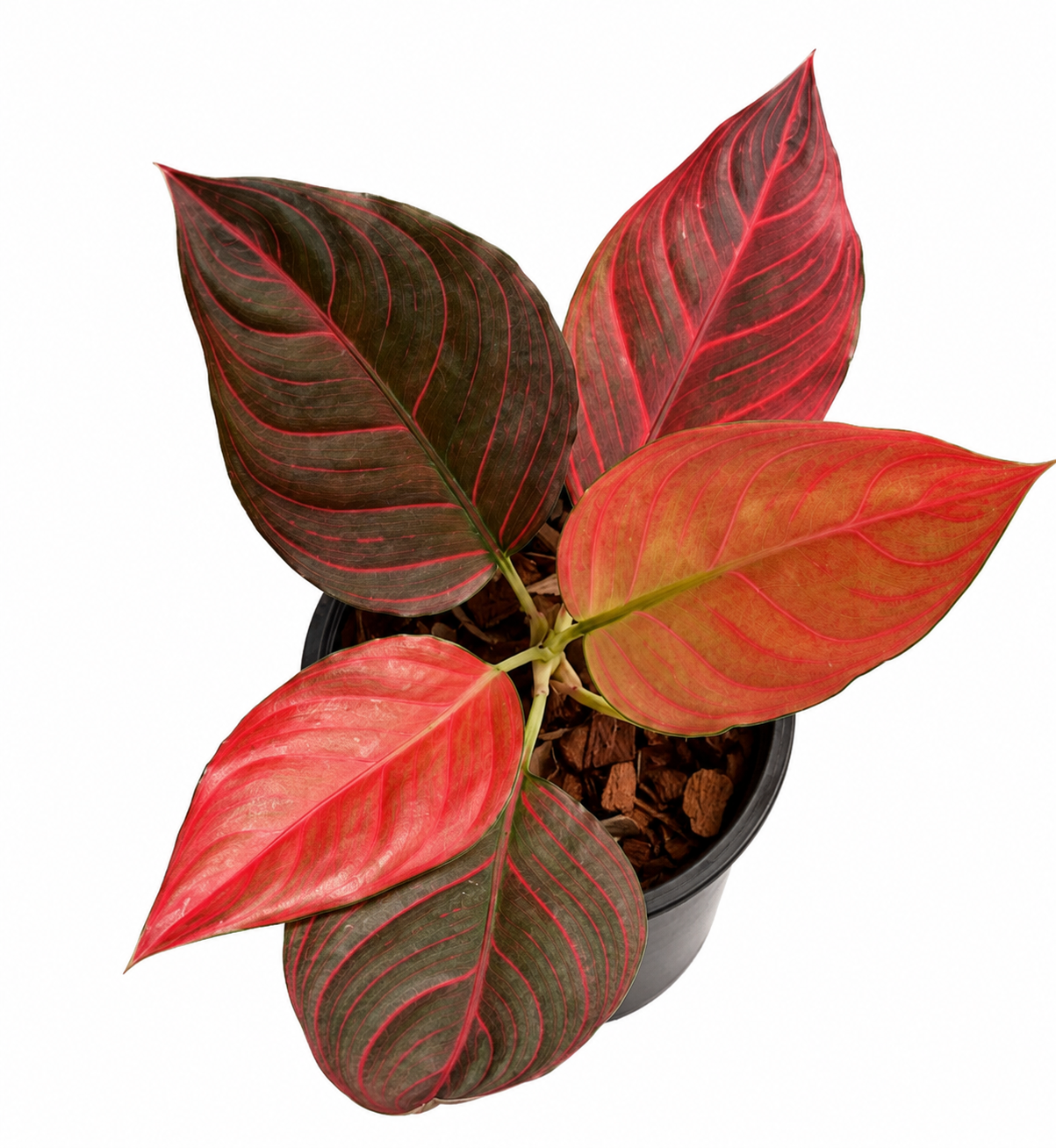 Aglaonema Red Vein