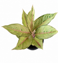 Aglaonema Chartreuse Pretty