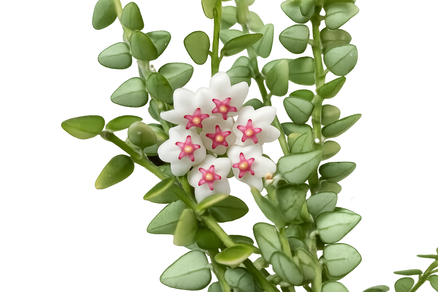 Hoya Chinghungensis