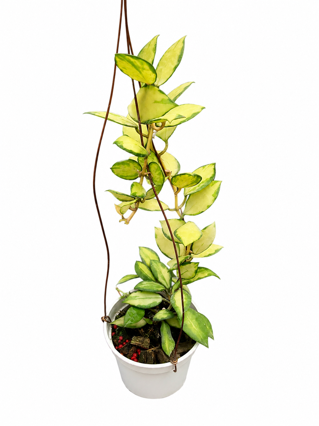 Hoya Lacunosa Midori
