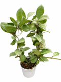 Hoya Lacunosa Silver Mint Coin