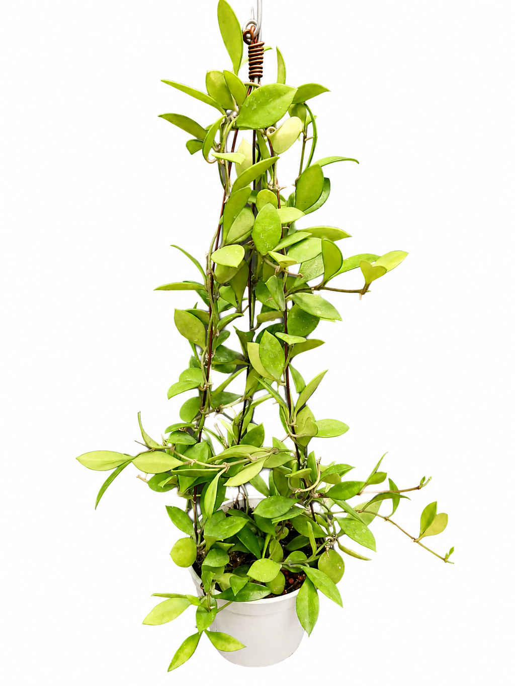 Hoya Picta