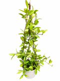 Hoya Picta