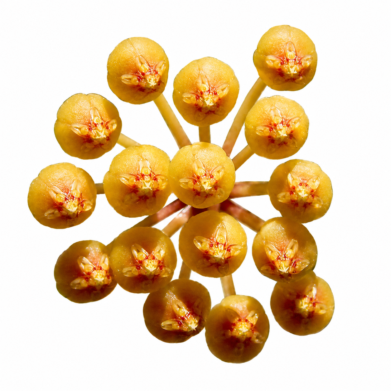 Hoya Picta
