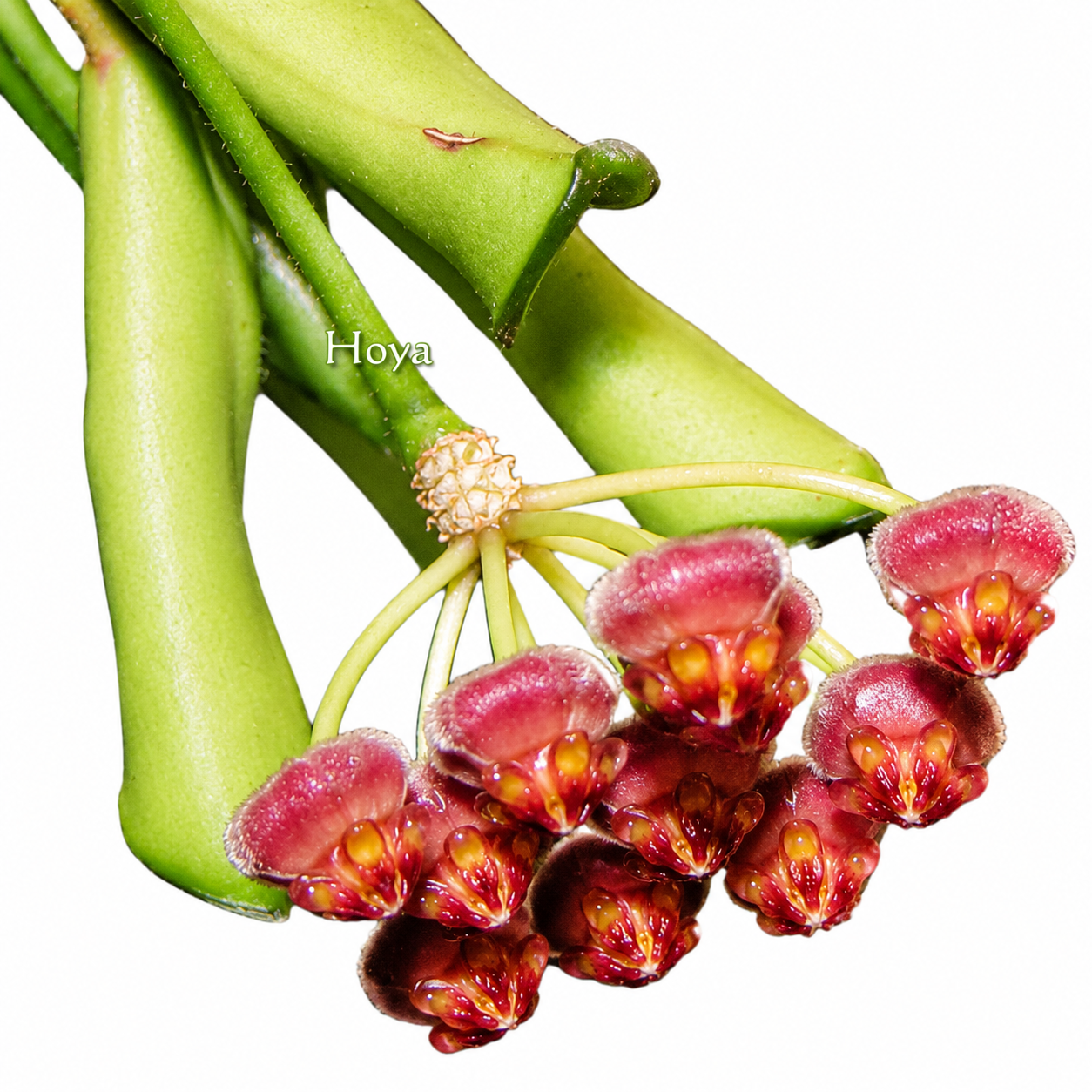 Hoya sp. Zambales