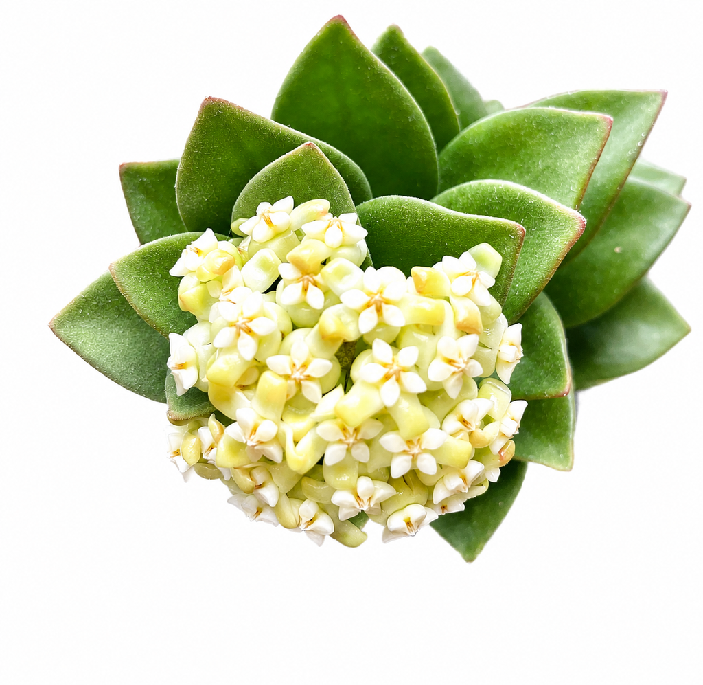 Hoya Pachyclada Snow Lotus
