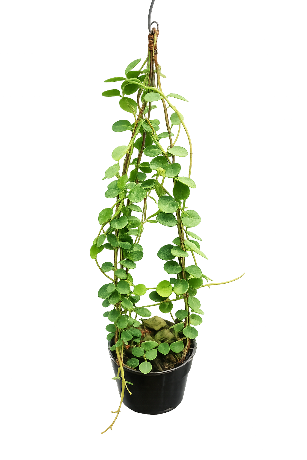 Hoya sp. Papua