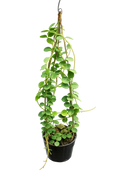 Hoya sp. Papua