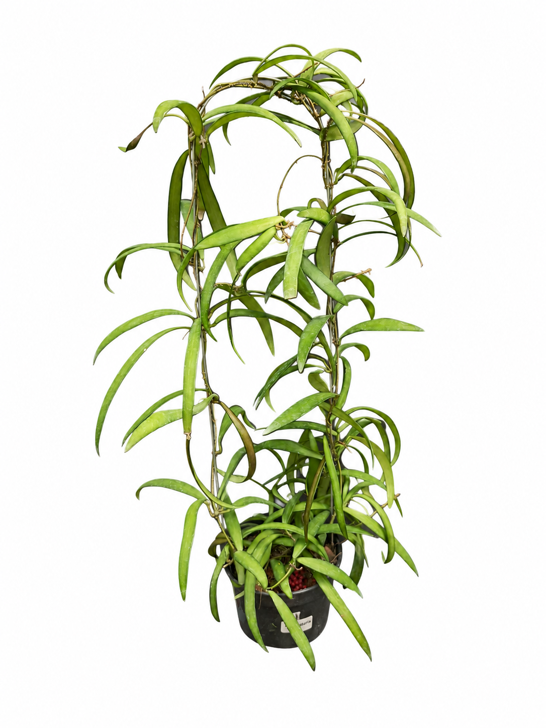 Hoya aff. Acicularis (sp. Labi)