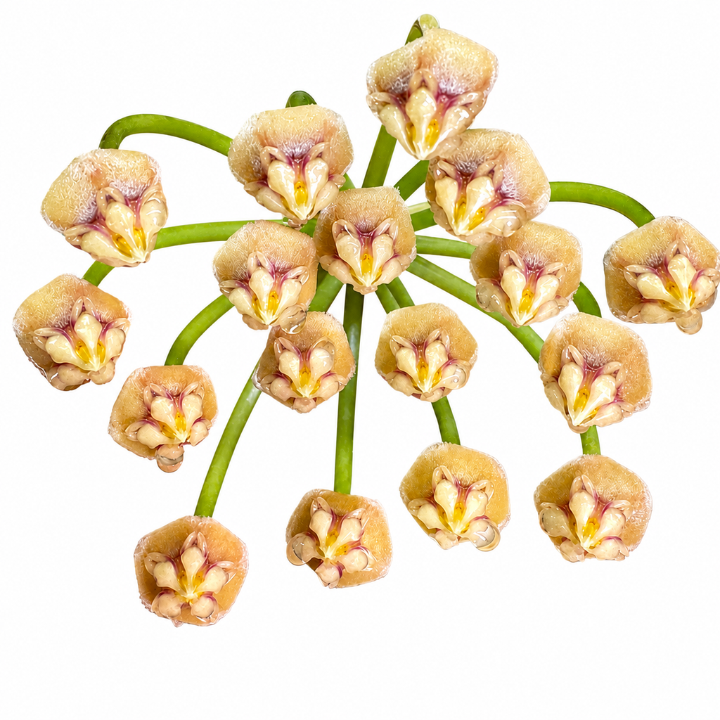 Hoya aff. Acicularis (sp. Labi)