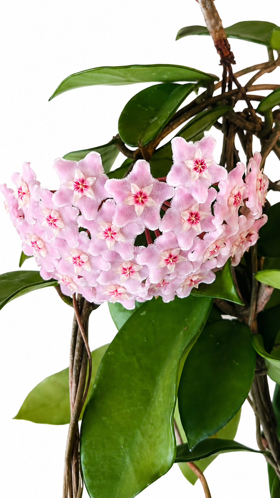 Hoya Dasyantha Pink Vietnam