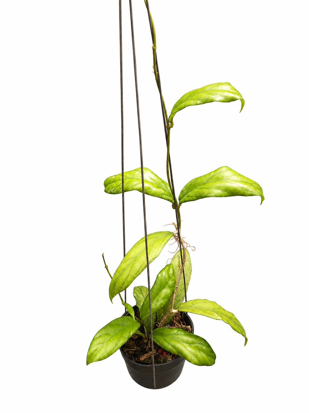 Hoya sp. Rejang Lebong (VN-56)