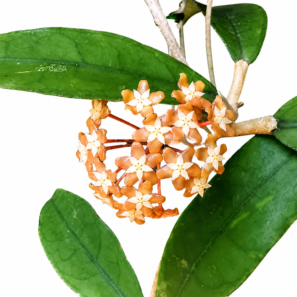 Hoya sp. Rejang Lebong (VN-56)