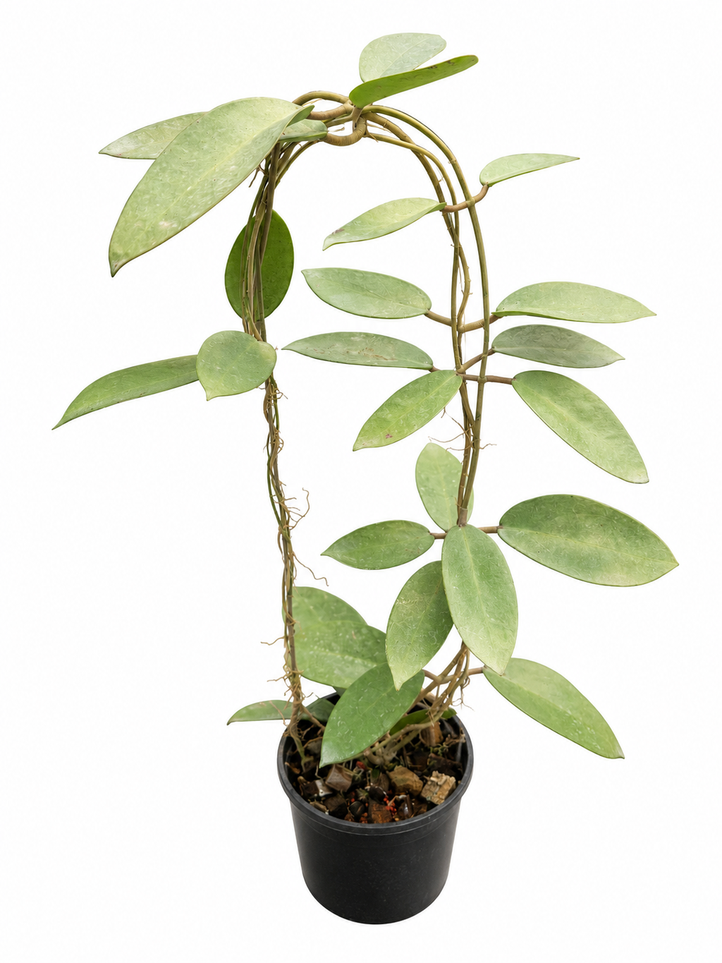 Hoya Silver Dollar
