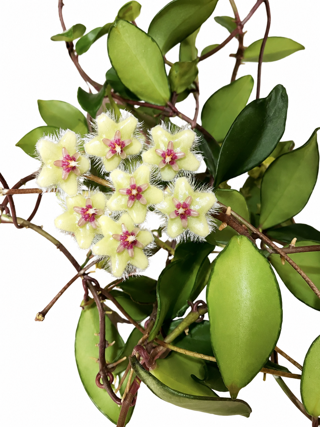 Hoya Soidaoensis