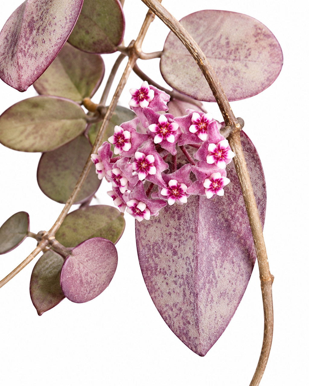 Hoya Silver Dollar