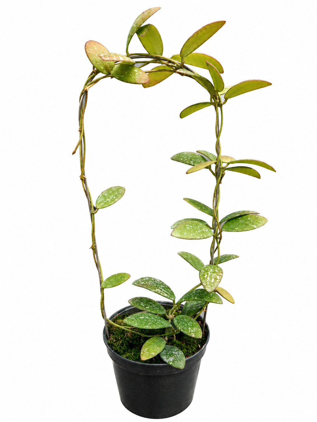 Hoya sp. VL-9