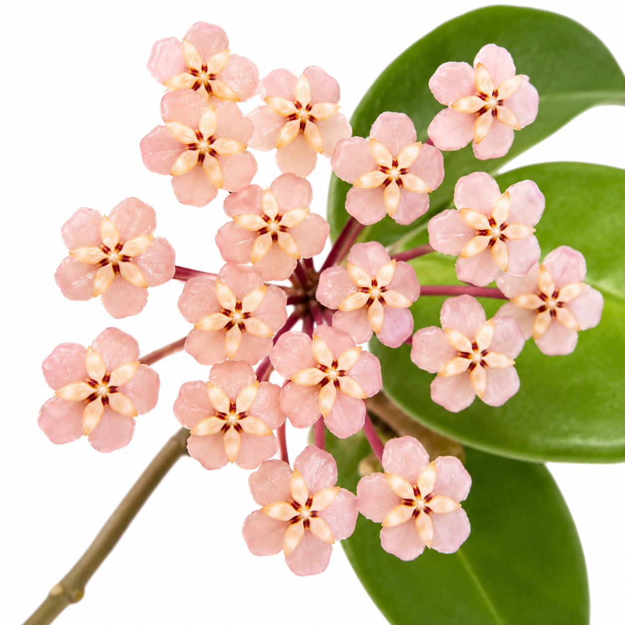 Hoya sp. VL-9