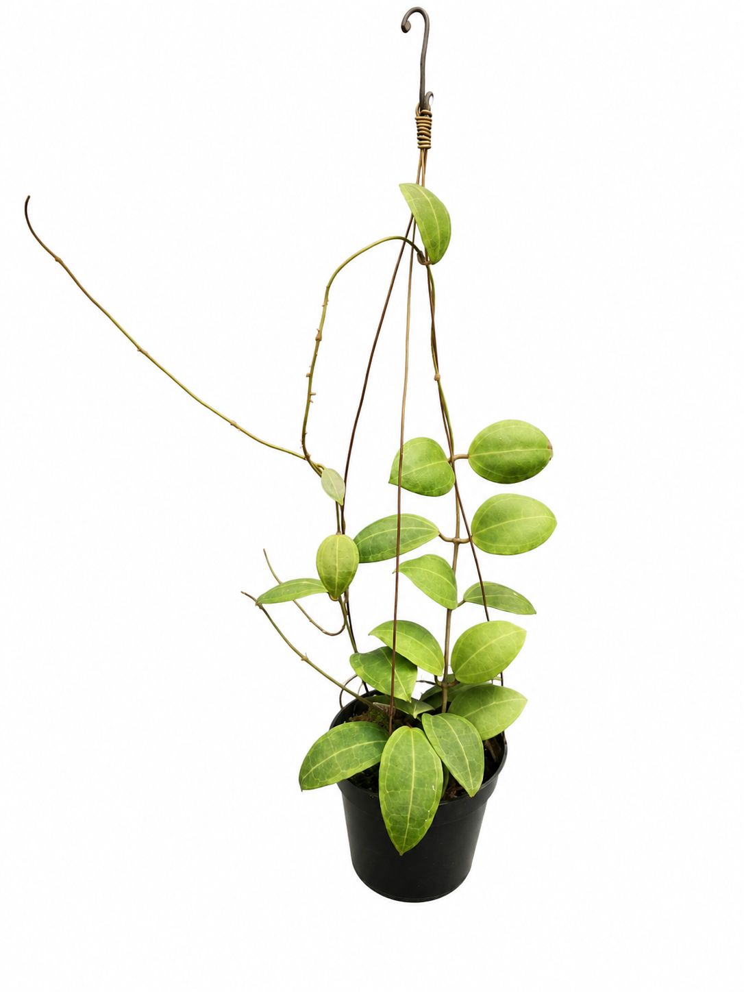 Hoya Tomataensis