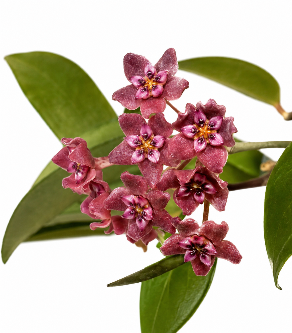 Hoya Tomataensis