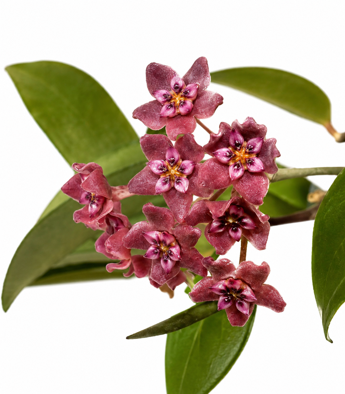 Hoya Tomataensis