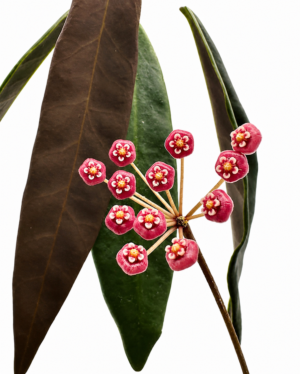 Hoya Pulchra