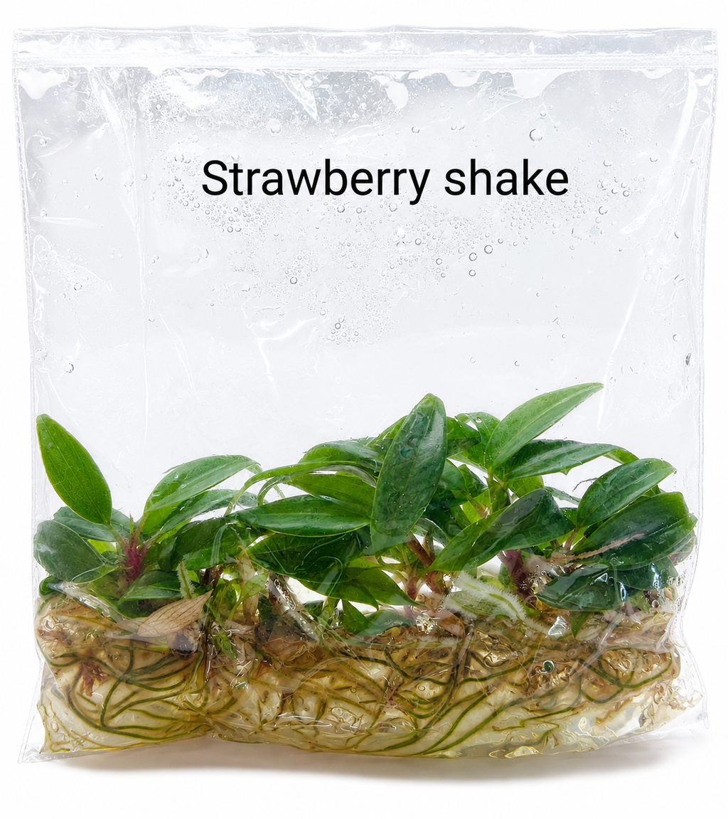 Philodendron Strawberry Shake TC (10 plants)