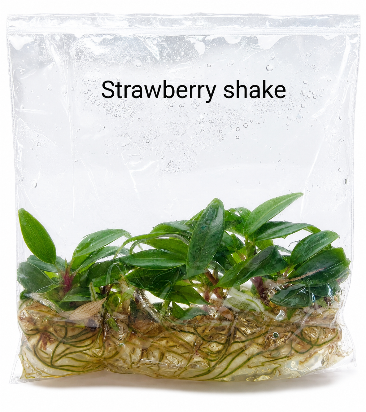 Philodendron Strawberry Shake TC (10 plants)