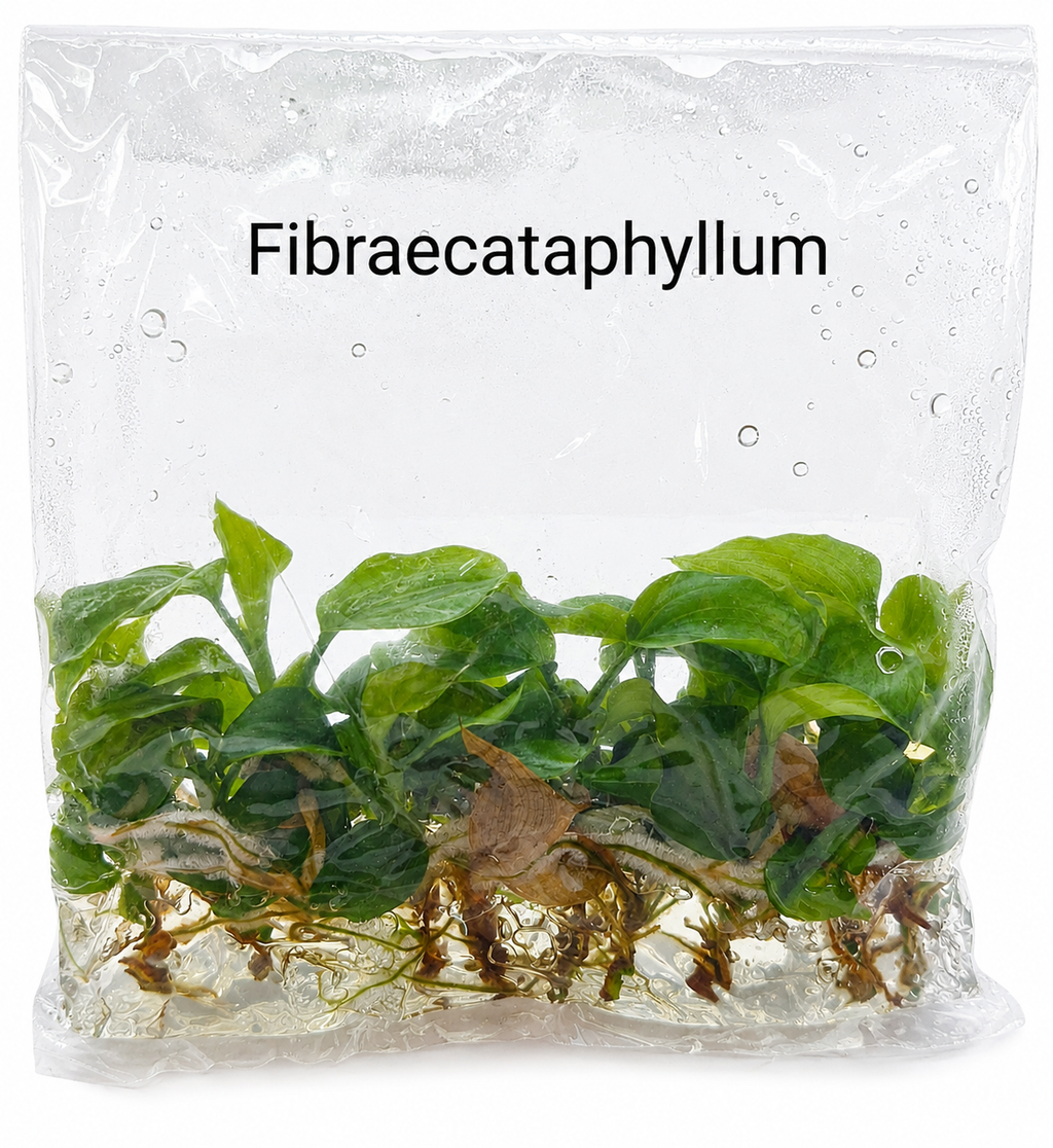 Philodendron Fibraecataphyllum TC (10 plants)