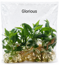 Philodendron Glorious TC (10 plants)