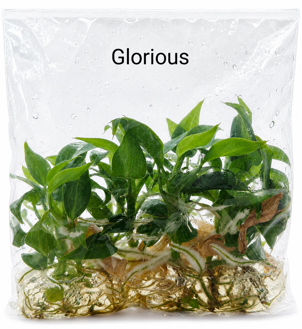 Philodendron Glorious TC (10 plants)
