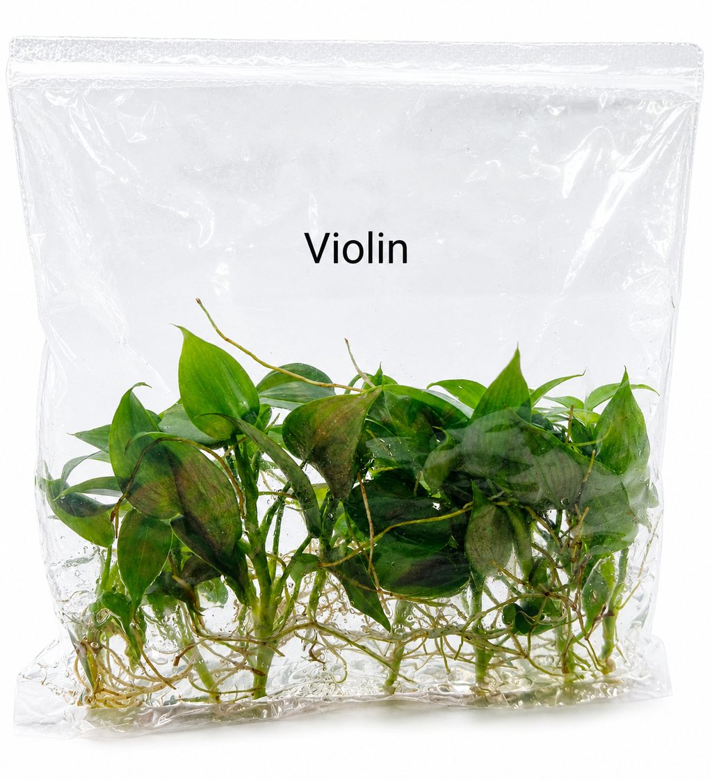 Philodendron Violin TC (10 plants)