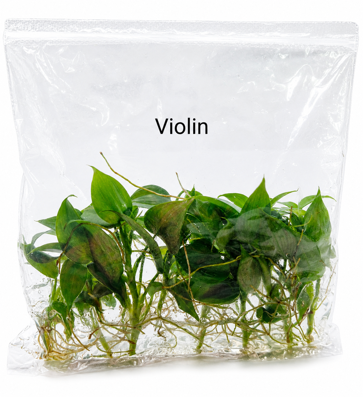 Philodendron Violin TC (10 plants)