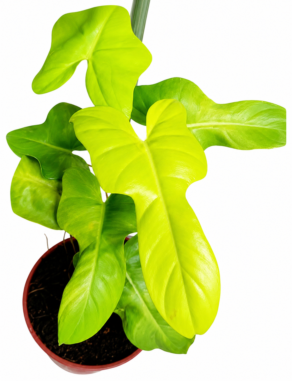 Philodendron Violin TC (10 plants)