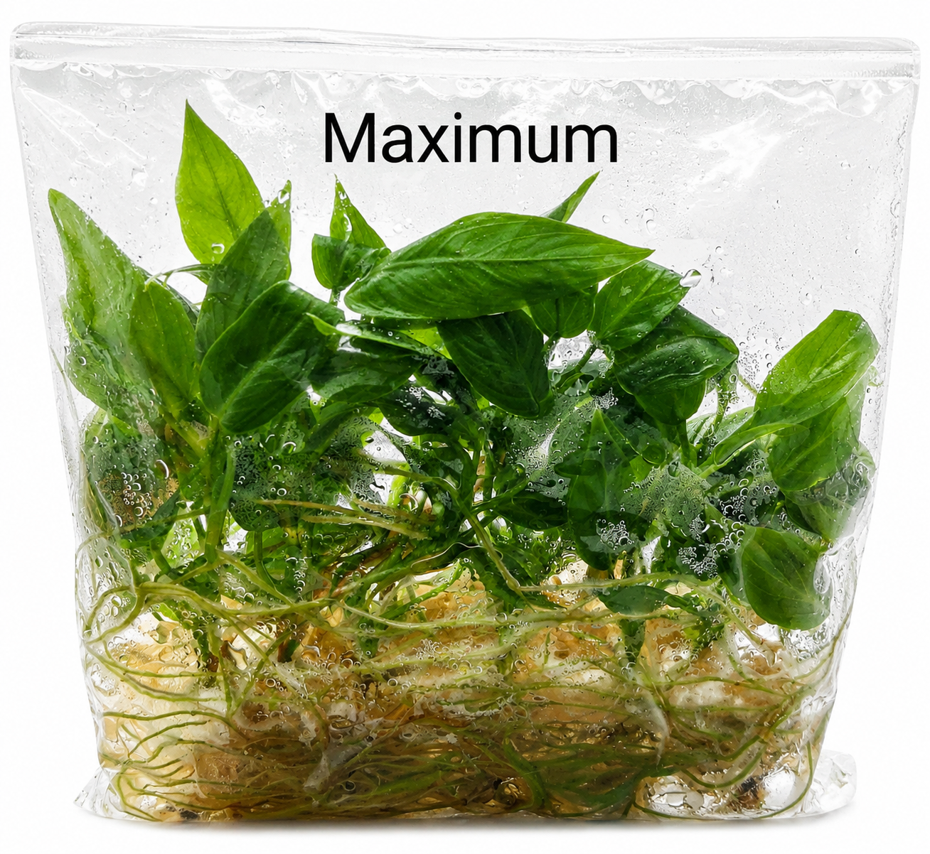 Philodendron Maximum TC (10 plants)