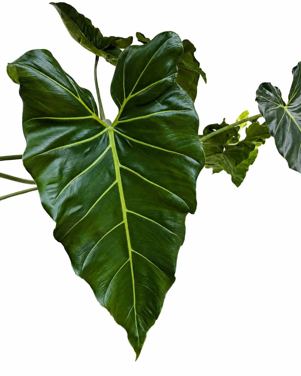 Philodendron Maximum TC (10 plants)