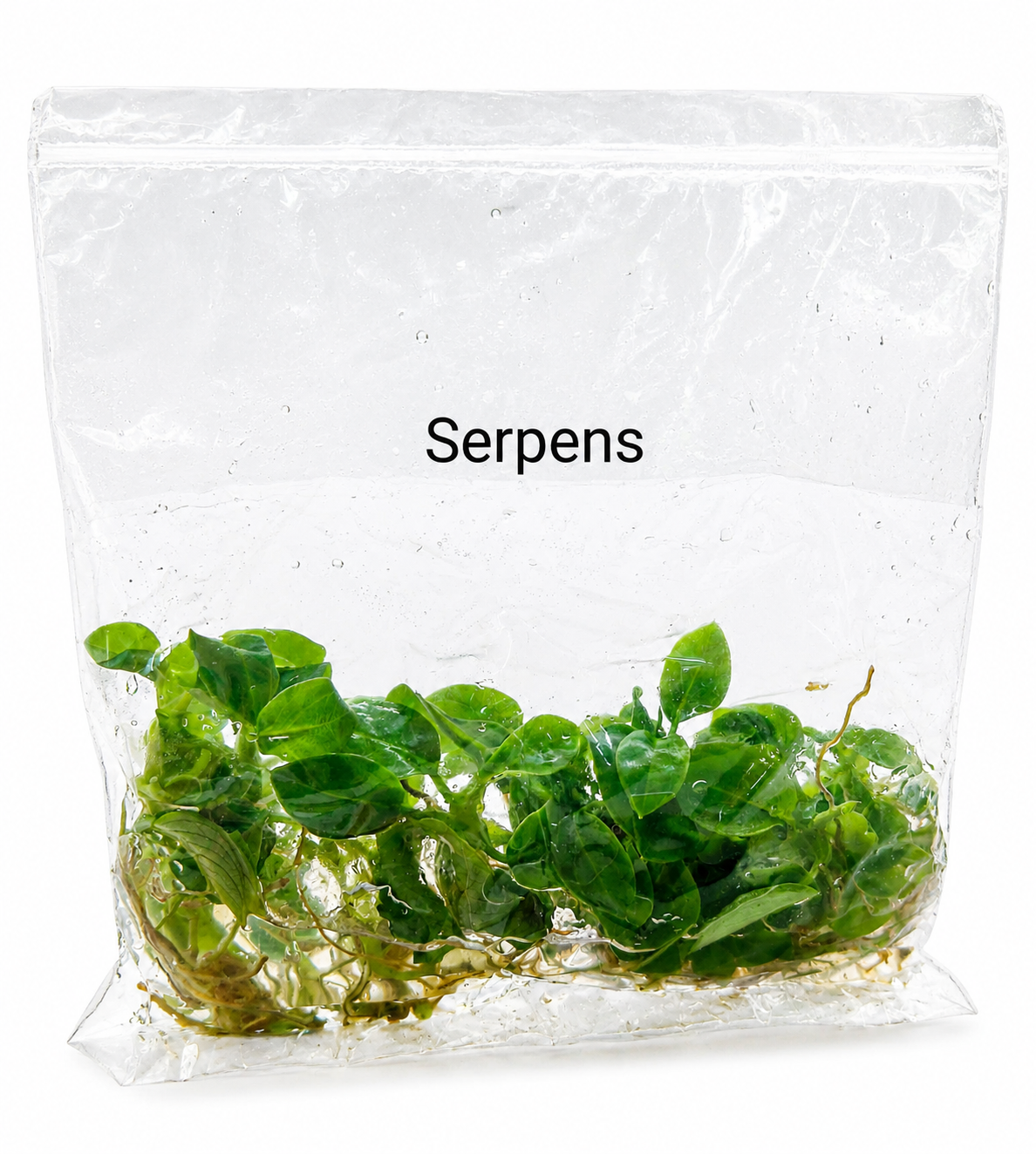 Philodendron Serpens TC (10 plants)