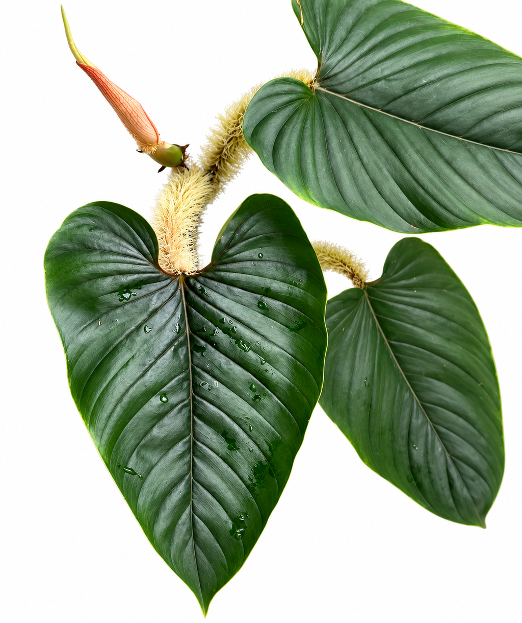 Philodendron Serpens TC (10 plants)