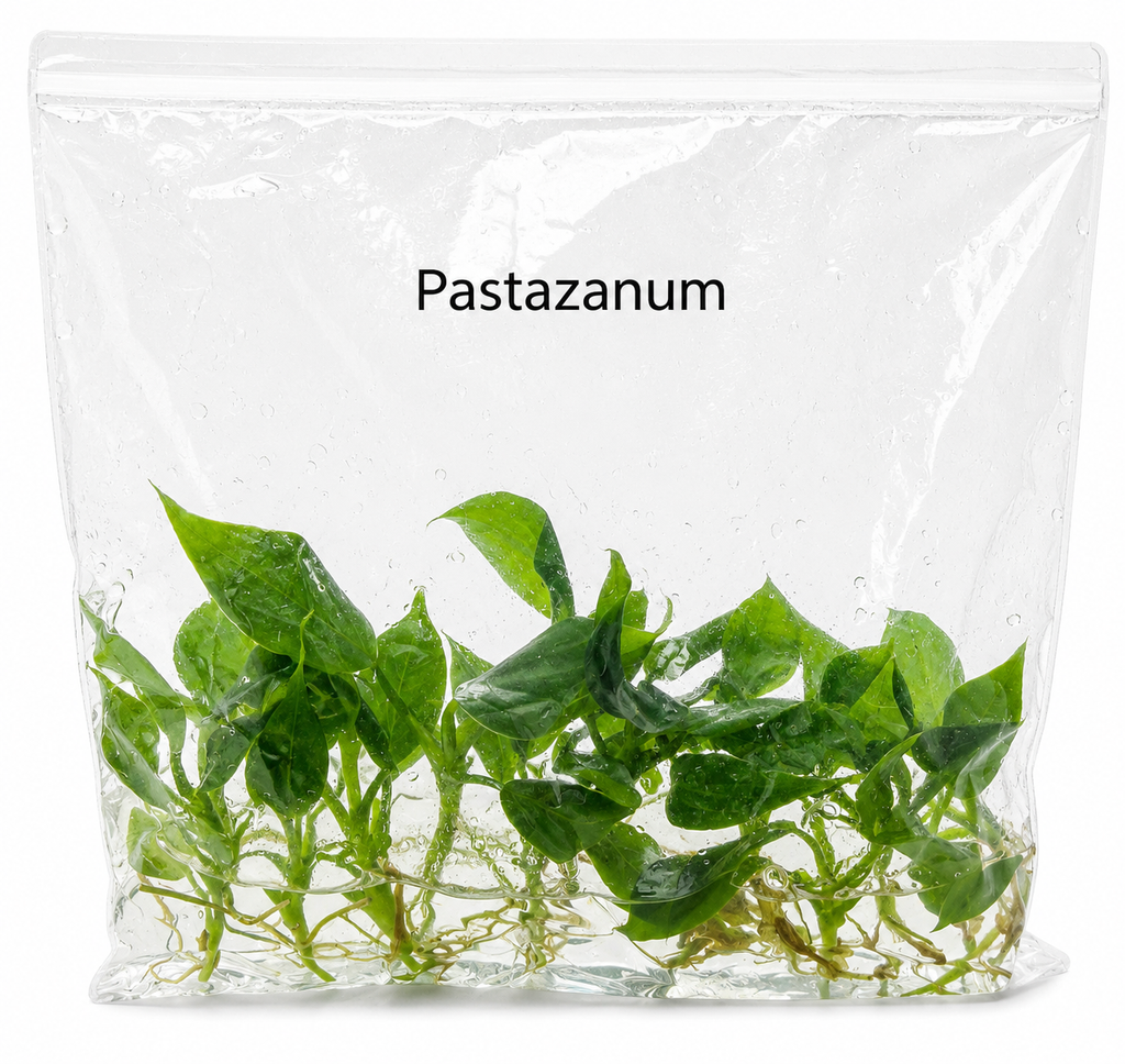 Philodendron Pastazanum TC (10 plants)