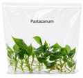 Philodendron Pastazanum TC (10 plants)