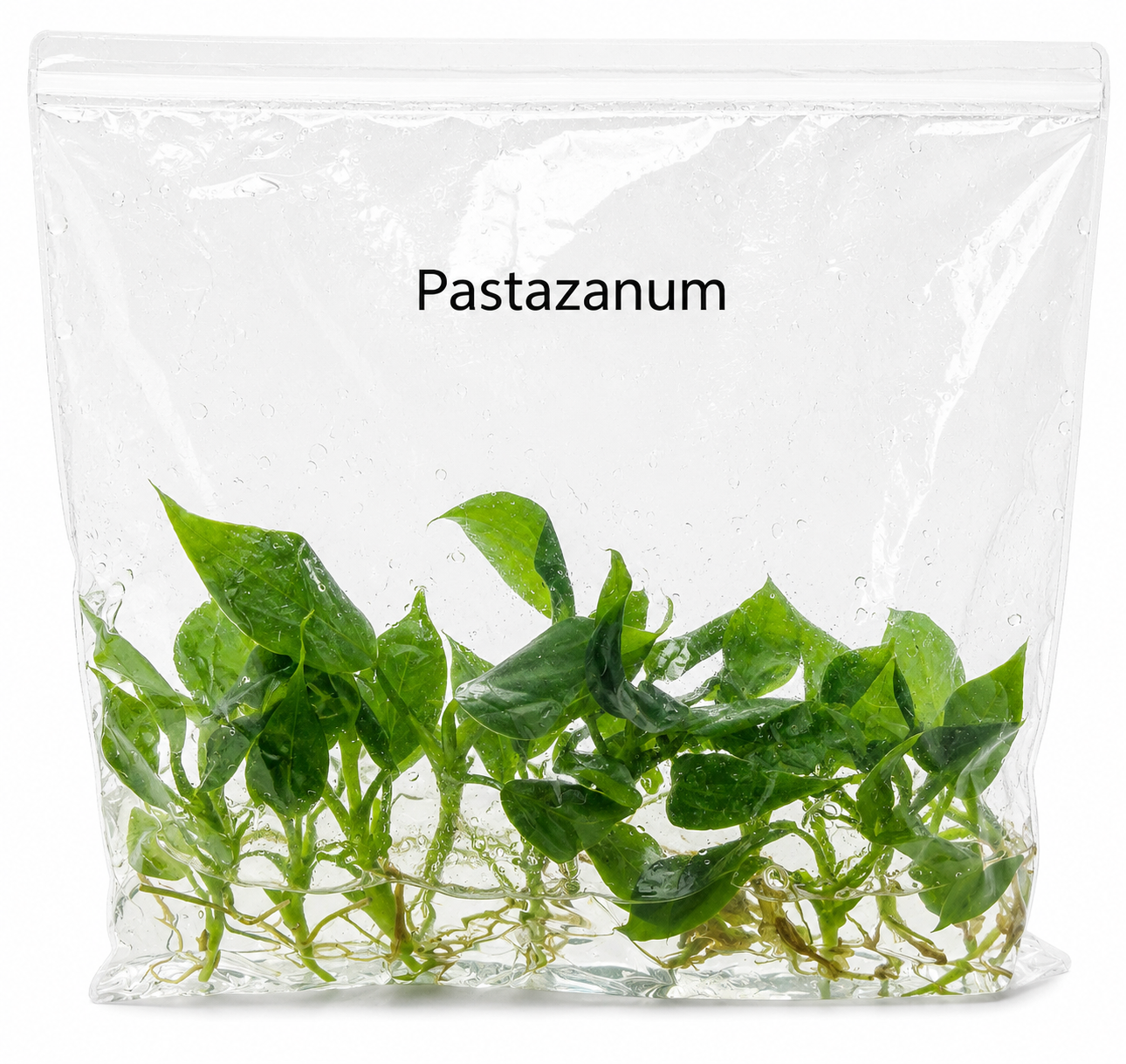 Philodendron Pastazanum TC (10 plants)