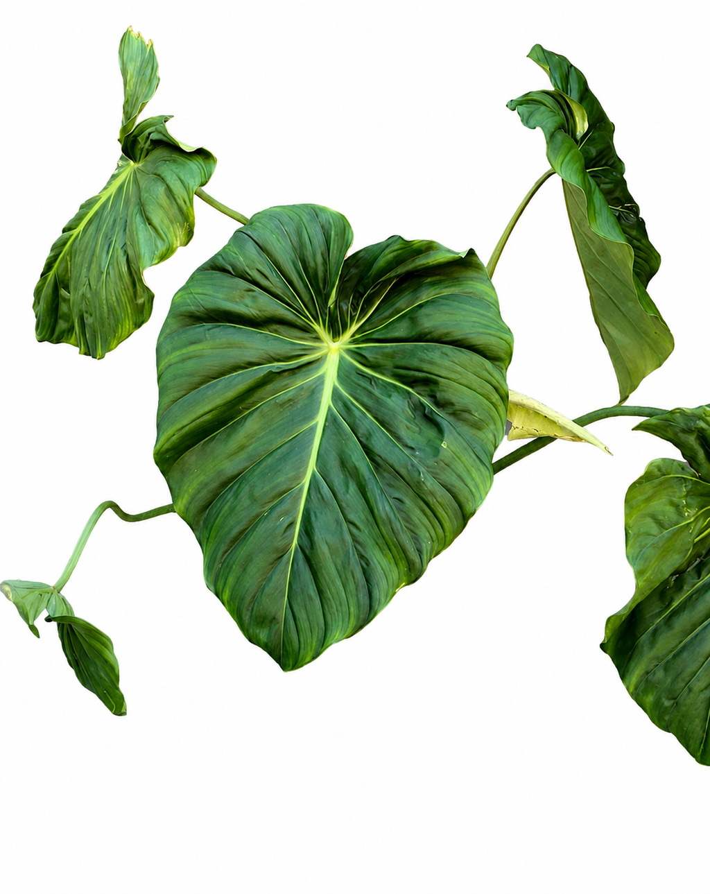 Philodendron Pastazanum TC (10 plants)