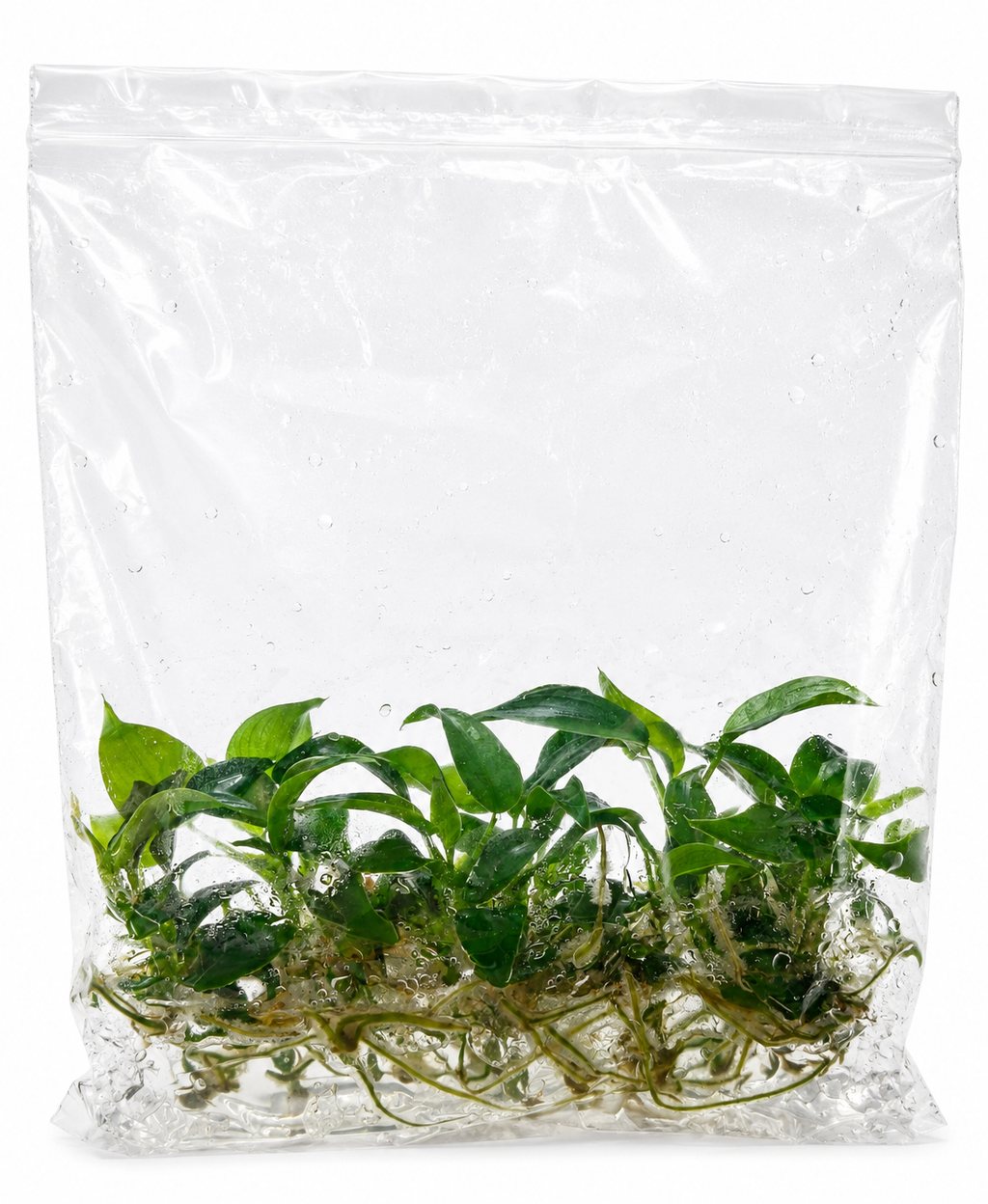 Philodendron Longilobatum TC (10 plants)
