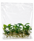 Philodendron Longilobatum TC (10 plants)