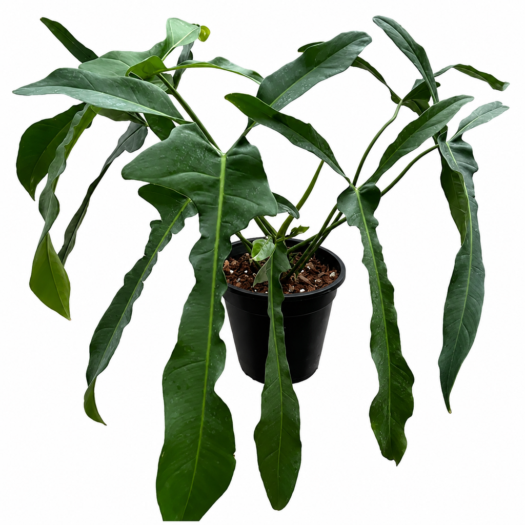 Philodendron Longilobatum TC (10 plants)