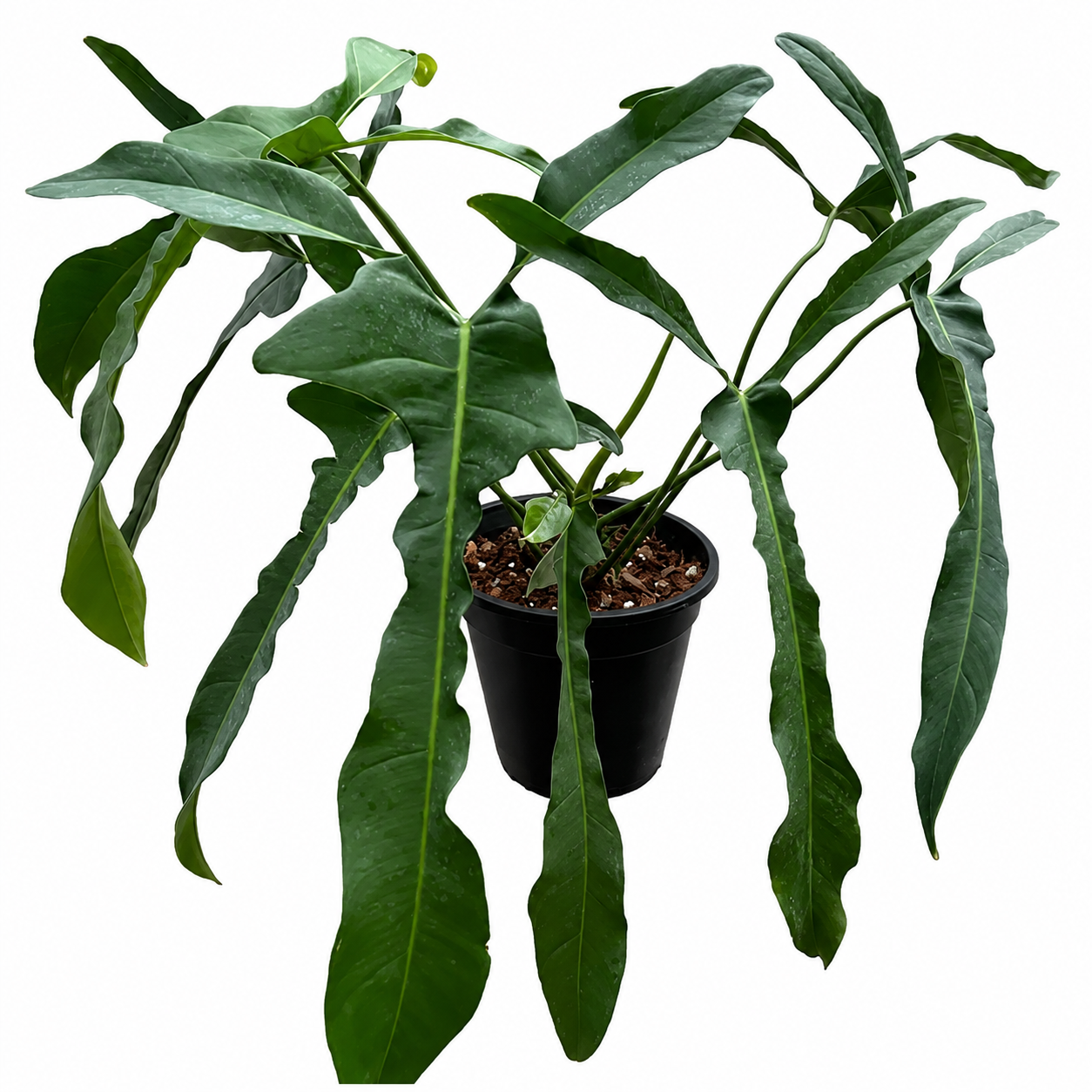 Philodendron Longilobatum TC (10 plants)