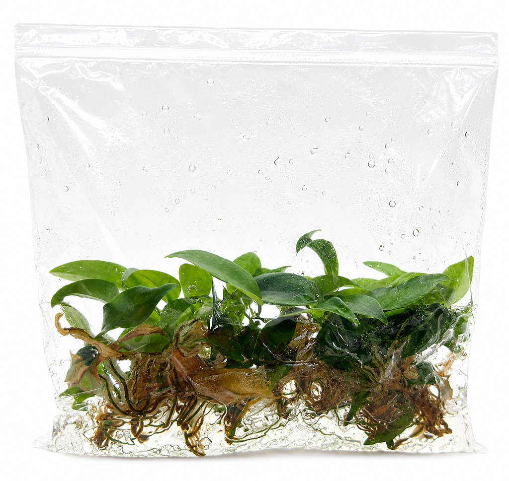 Philodendron Joepii TC (10 plants)