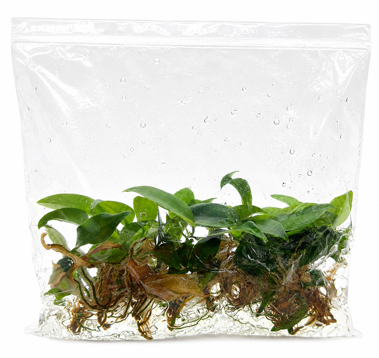Philodendron Joepii TC (10 plants)